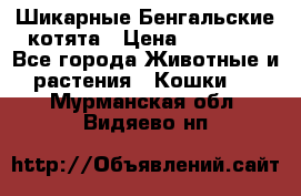 Шикарные Бенгальские котята › Цена ­ 25 000 - Все города Животные и растения » Кошки   . Мурманская обл.,Видяево нп